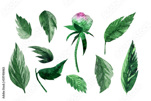 Watercolor illustration of isolated green leaves. Botanical illustration © Dyukareva Olga