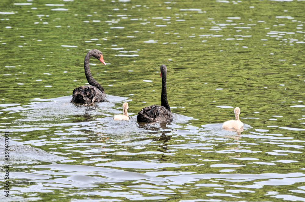 Obraz premium A family of swans in the pond, including swan cubs, photographed at the Ecological Zoo in Changsha, China。