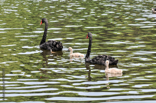 A family of swans in the pond, including swan cubs, photographed at the Ecological Zoo in Changsha, China。 photo