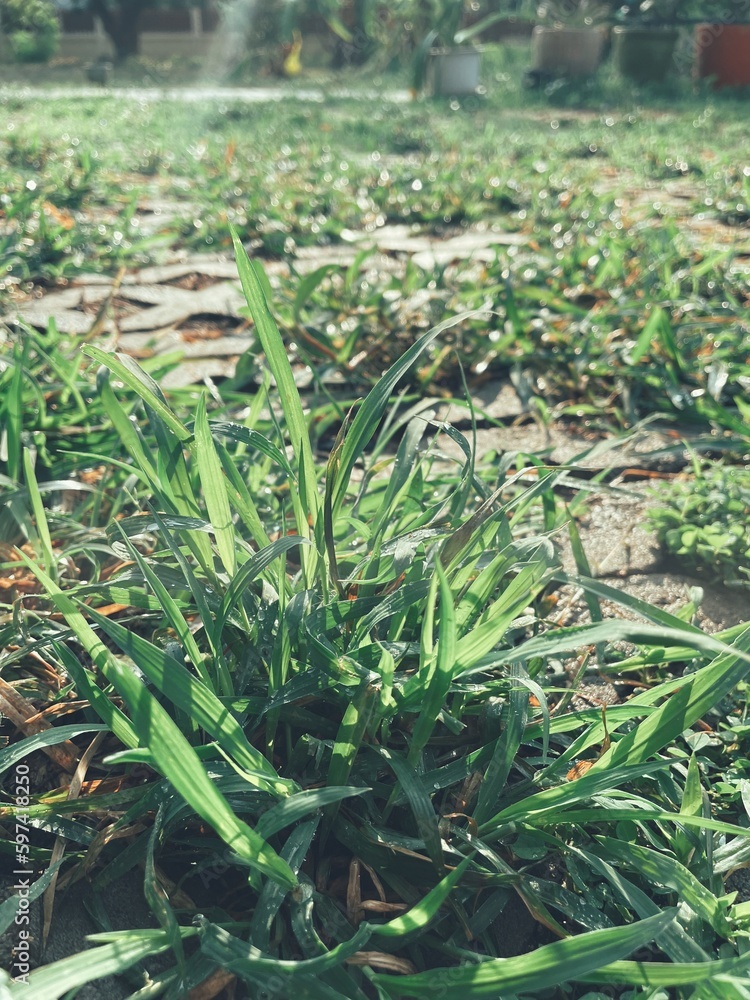 Obraz premium Green grass leave background or texture