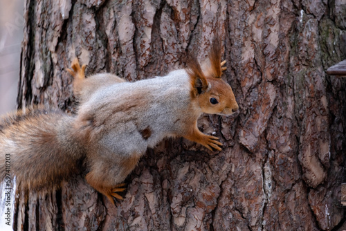 squirrel on a tree