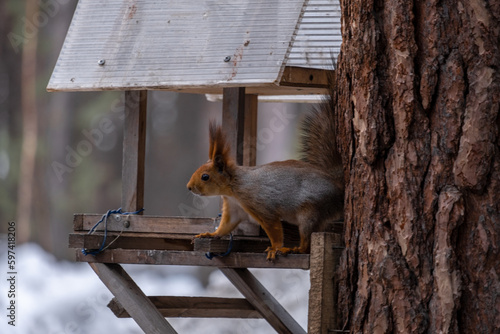 squirrel in the park