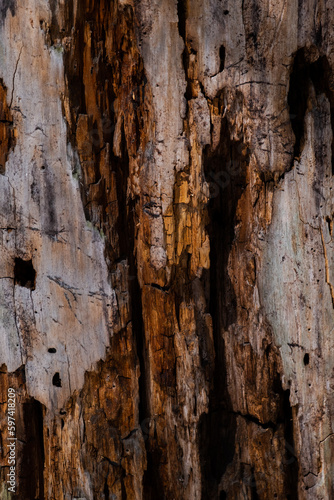 bark of a tree