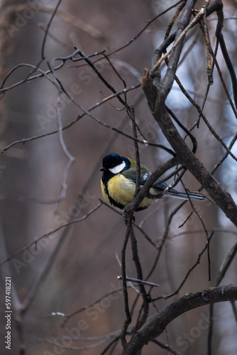 yellow wagtail on a branch in winter