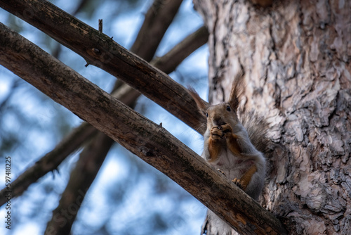 squirrel on a tree