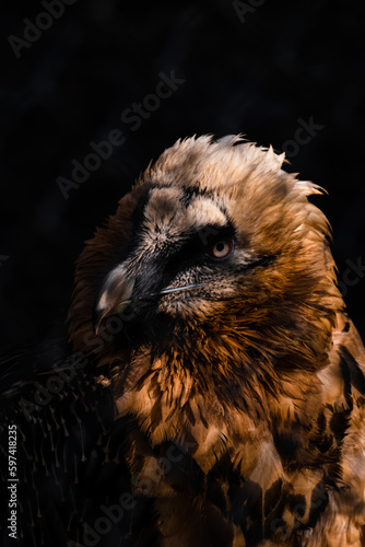 close up of an eagle