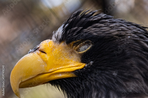 close up of a vulture