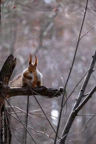 squirrel in the forest