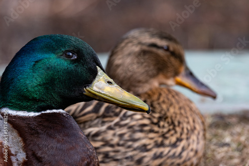 duck in the water