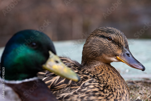 duck on the lake
