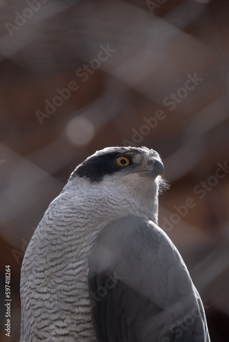 close up of an eagle