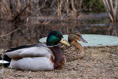 duck on a pond
