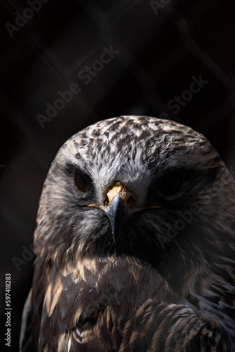 close up of an eagle