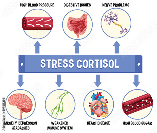 Stress cortisol system scheme
