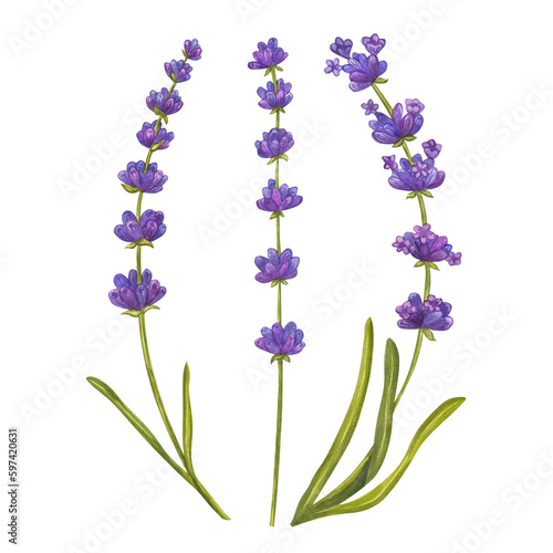 Bunch of lavender flowers. Floral aquarelle bouquet. Eco natural herbs. Watercolor illustration isolated on white background. For creating invitations  greeting and wedding cards