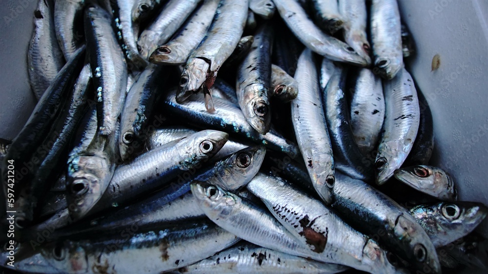 fresh catch of sardine fish fresh catch of sardine fish
