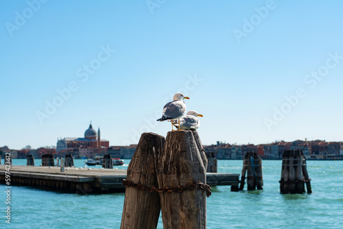 Seagull on pole against blurred panorama view of Chiesa di San Giorgio Maggiore or San Giorgio Maggiore island in sunny weather in Venice, Italy © Lizaveta