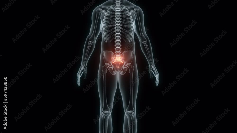 3D Rendering of a Medical Animation of the Sacrum. X-ray of the Sacrum. 3D Rendering of a Medical Animation of the Sacrum. X-ray of the Sacrum.