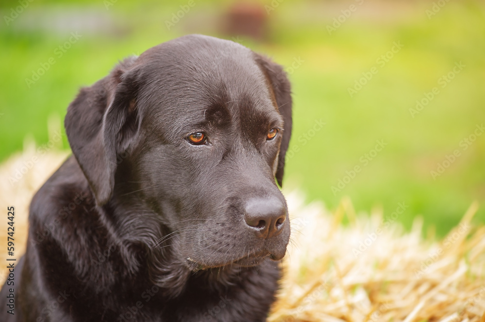 Black labrador retriever on a background of straw and green grass. Portrait of a dog, pet, animal. Black labrador retriever on a background of straw and green grass. Portrait of a dog, pet, animal.