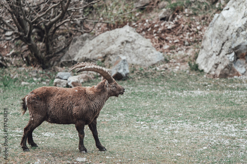 Un branco di stambecchi pascola in alta valle Gesso (Cuneo), appena dopo lo scioglimento del manto nevoso in primavera