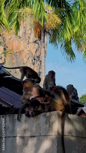 monkeys at a tropical resort in Raila Beach Krabi Thailand.  photo