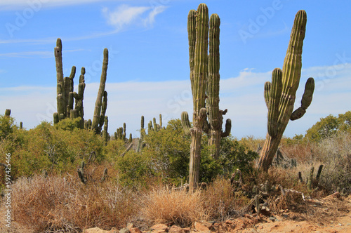 Mexican giant cactus field (Large Elephant Cardon cactus) in a desert landscape, part of a large nature reserve area in the town of Todos Santos, in Baja California Sur, Mexico © Daniel