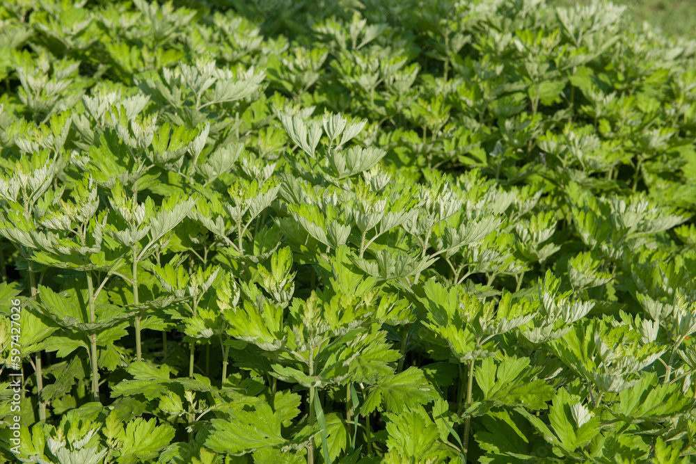 green wormwood (Artemisia absinthium) bush grows in the wild green wormwood (Artemisia absinthium) bush grows in the wild