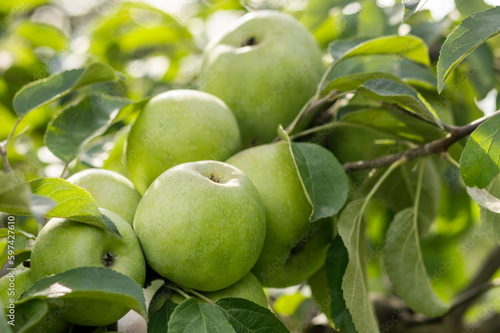 Apple Branch with Apples. Big Grade Green Apples on Apple Tree. Apple Branch with Apples. Big Grade Green Apples on Apple Tree.