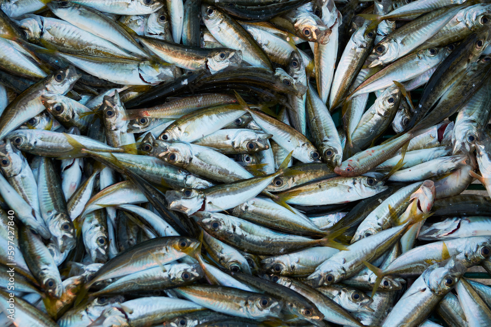 Fototapeta premium sea anchovy harvested in the Black Sea, Romania 3