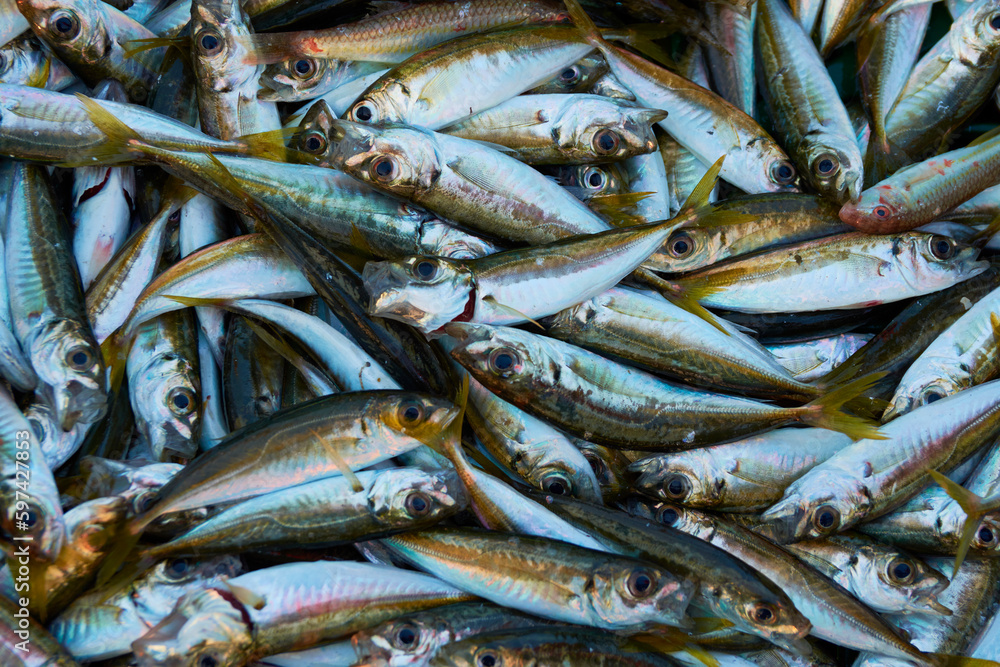 Obraz premium sea anchovy harvested in the Black Sea, Romania 4