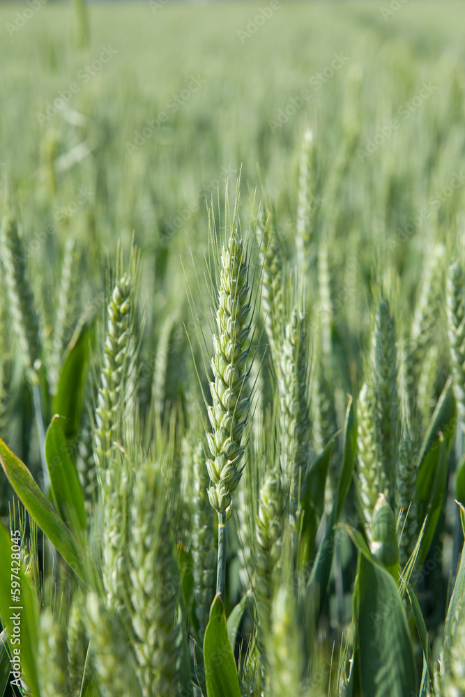 green wheat field, young ears of green wheat in spring green wheat field, young ears of green wheat in spring