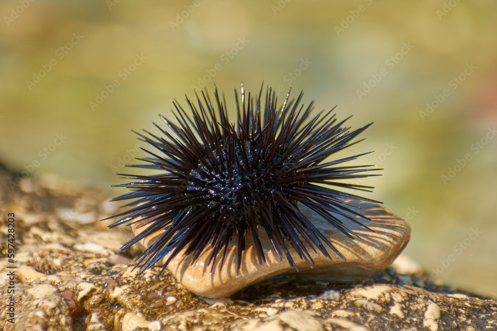 Fototapeta premium sea urchins bask in the sun on a rock 1