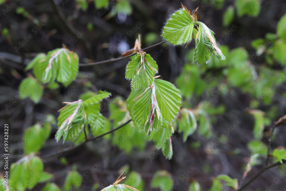 Fagus sylvatica. Branches with spring leaves European beech. Fagus sylvatica. Branches with spring leaves European beech.