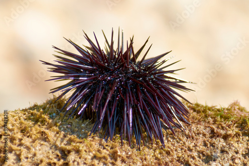 sea urchins bask in the sun on a rock 3