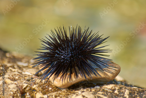 sea urchins bask in the sun on a rock 1