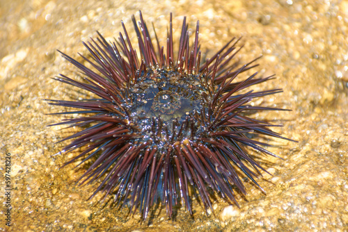 sea urchins bask in the sun on a rock 5