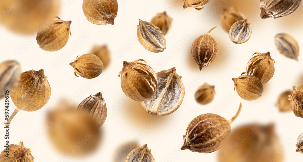 Falling Organic dried coriander seeds float on a beige background for recipes. Floating in the air food Creative concept. Spicy and Fragrant Seasoning. Flying set of spices. Modern pattern Falling Organic dried coriander seeds float on a beige background for recipes. Floating in the air food Creative concept. Spicy and Fragrant Seasoning. Flying set of spices. Modern pattern
