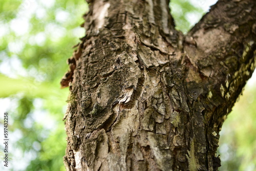 Long-lived bark will dry out and fall off the tree. on a blurred background with green bokeh