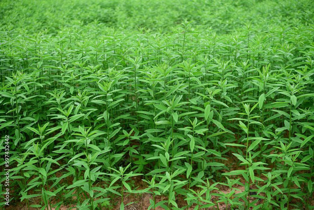 Sunn hemp, Indian hemp, Madras hemp, Chanvre indien, Pummelo (Crotalaria juncea) in agriculture farm Sunn hemp, Indian hemp, Madras hemp, Chanvre indien, Pummelo (Crotalaria juncea) in agriculture farm