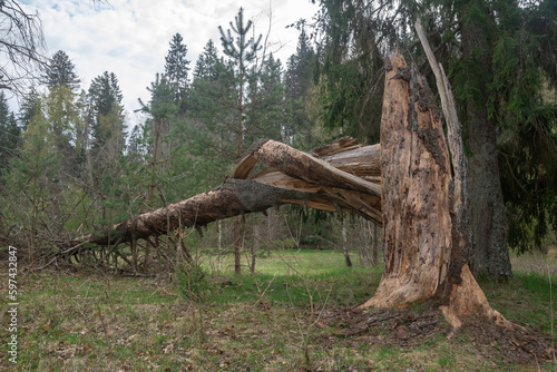 A storm damaged fir tree with a broken tree trunk .