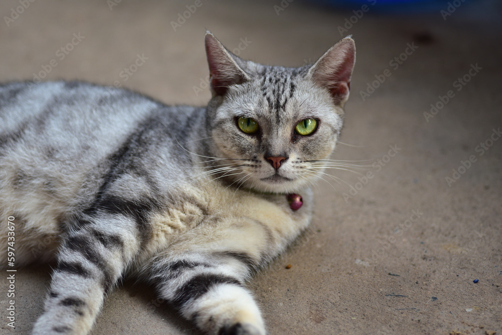 cute fluffy cat lazy lying on the floor cute gray kitten with beautiful eyes relaxing on the floor pet care pet good morning human friend concept cute fluffy cat lazy lying on the floor cute gray kitten with beautiful eyes relaxing on the floor pet care pet good morning human friend concept