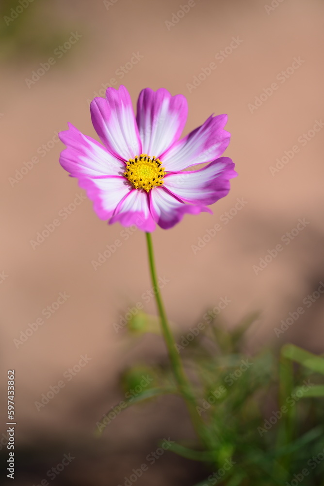 Purple and white cosmos flowers with green background. purple flower concept in spring nature freshness Purple and white cosmos flowers with green background. purple flower concept in spring nature freshness