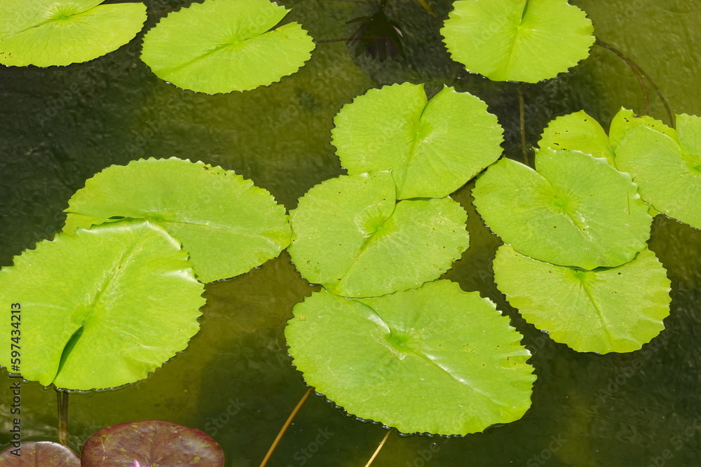 Close-up Beautiful many lotus leaves on pond Close-up Beautiful many lotus leaves on pond