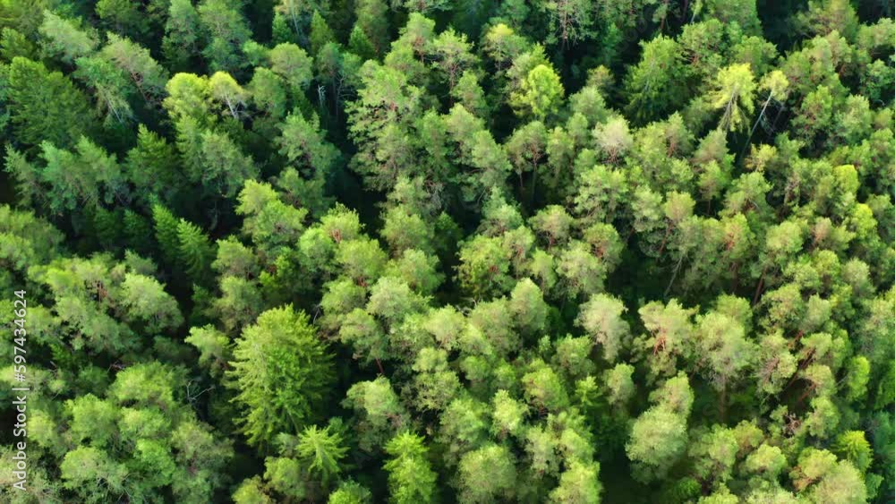 Trees with lush green branches grow in forest on sunny summer day. Wilderness and scenic nature in Italian Alps. Tree crowns as background aerial view Trees with lush green branches grow in forest on sunny summer day. Wilderness and scenic nature in Italian Alps. Tree crowns as background aerial view
