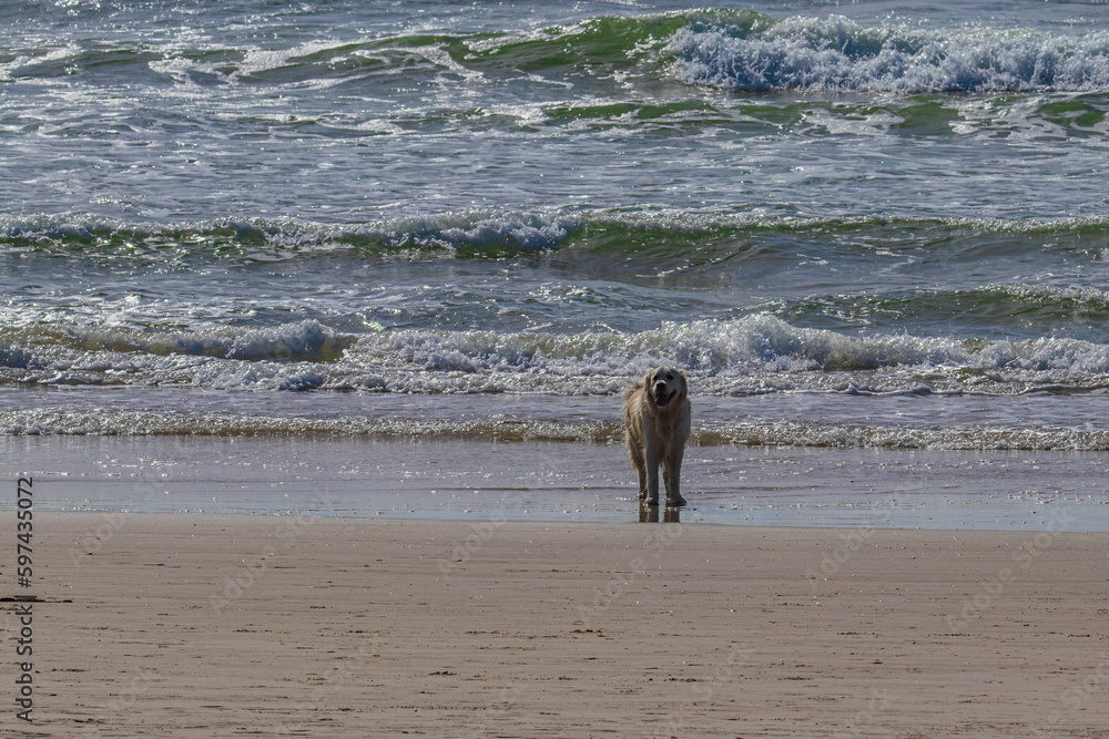 The dog is standing on the seashore The dog is standing on the seashore