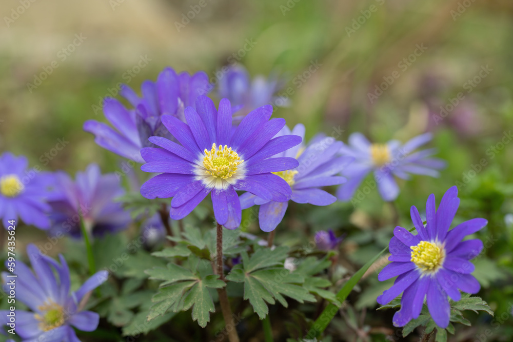 Group of purple Balcan anemones (Anemone blanda). Group of purple Balcan anemones (Anemone blanda).