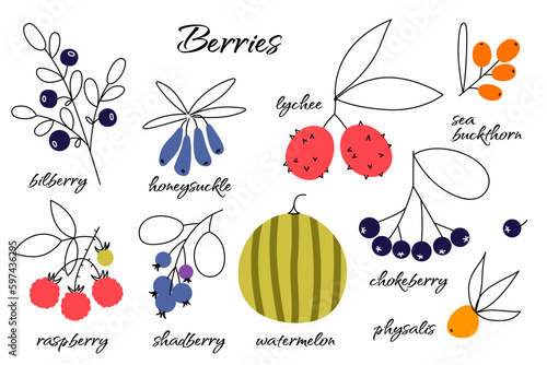 Set of vector berries. Bilberry, honeysuckle, lychee, sea buckthorn, raspberry, shadberry, watermelon, chokeberry, physalis. Food illustrations