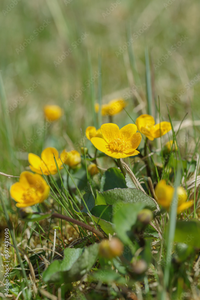 Yellow marsh-marigold blossoms (Caltha palustris) growing in a marsh meadow. Yellow marsh-marigold blossoms (Caltha palustris) growing in a marsh meadow.