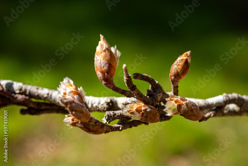 Photos Bourgeons d'hêtre