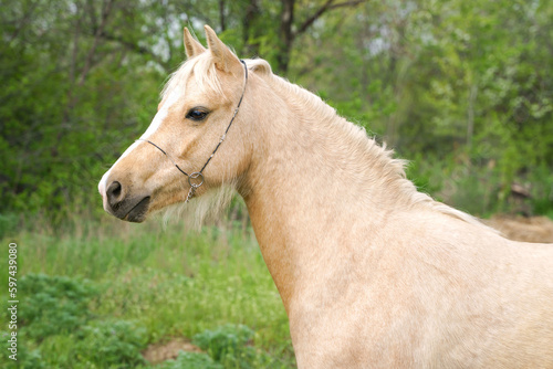 Portrait of a palomino Welsh pony on a background of green leaves  close-up